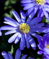 20 x ANEMONE BLANDA BLUE