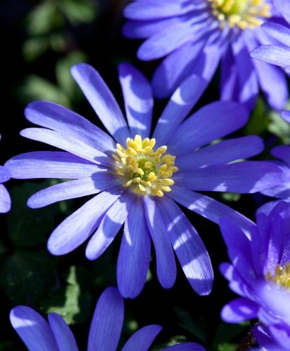 Anemone blanda blue - x,