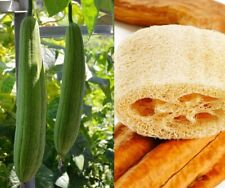 Easy To Grow Your Own natural LUFFA sponge Seeds LOOFAH Fresh Vegetables Fruit