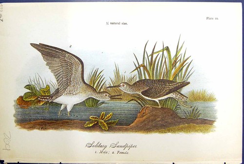Antique print solitary - antique,