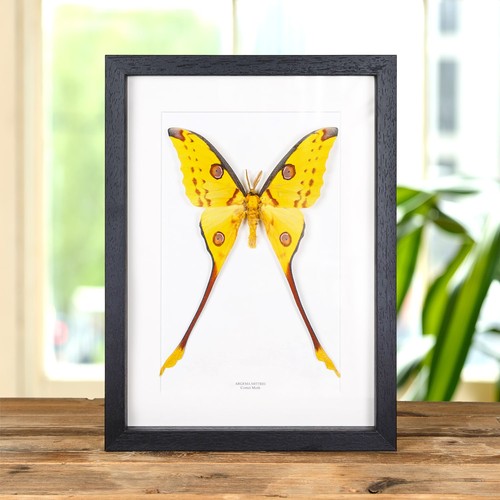 Comet taxidermy moth - comet,