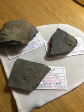 A collection of 3 Trinucleid