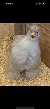 6+ Lavender Cochin Hatching