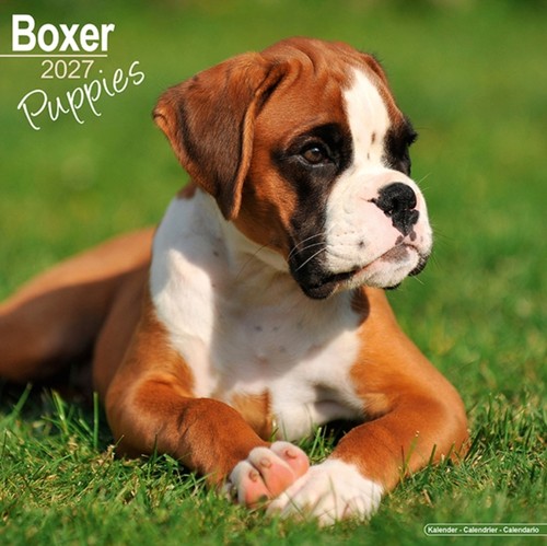 Boxer puppies wall by - puppies, ss