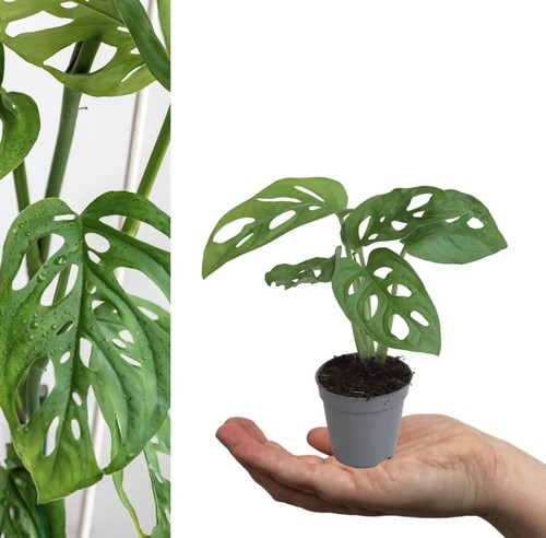 Monstera obliqua monkey - monstera,
