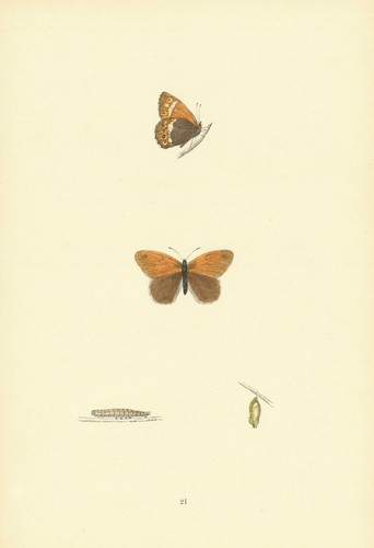 British butterflies heath - butterflies.,