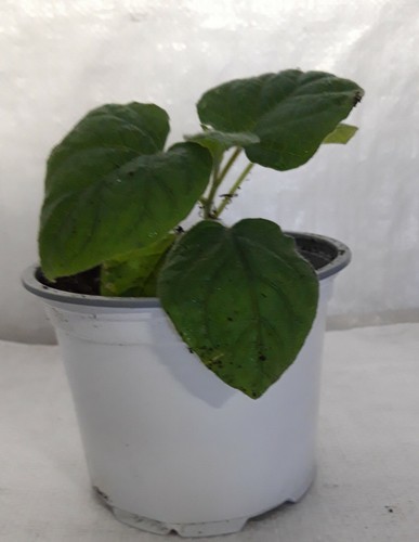 Cape gooseberry goldenberry - cape, gooseberry,
