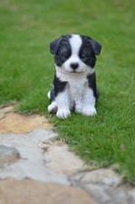 Pet pals puppy collection - puppy,