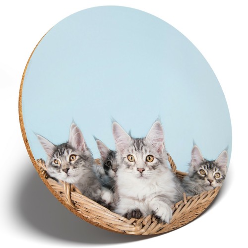 Cute maine coon - x, kittens
