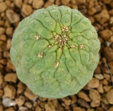 Trichocaulon cactiformis