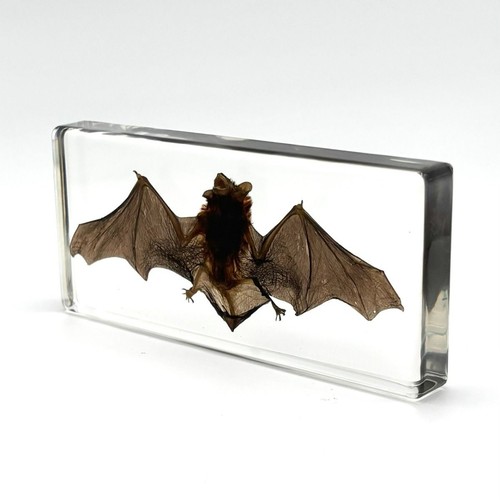 Real bat resin block - real,