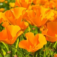 Giant Orange California Poppy