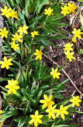 Sisyrinchium californium - sisyrinchium, 'californium'