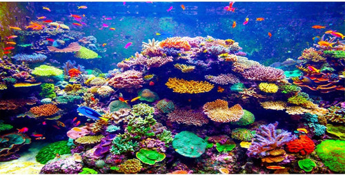 Undersea aquarium background - undersea,