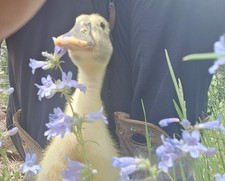 12 Fresh And Fertilized