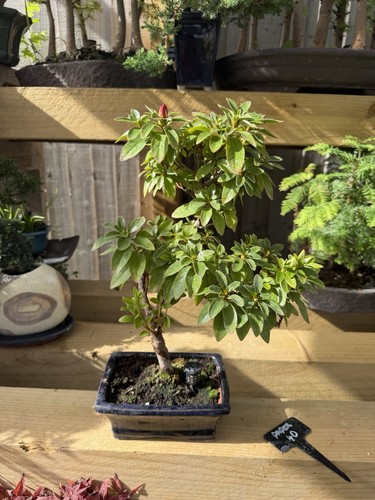 Azalea bonsai - azalea,