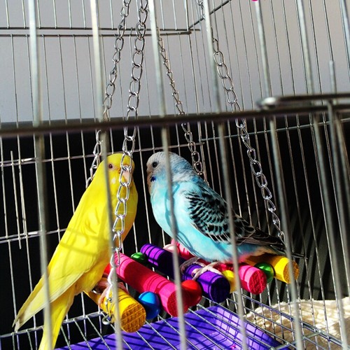 Pet bird parrot parakeet - bird,