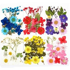 Real Dried Flower Natural Dry
