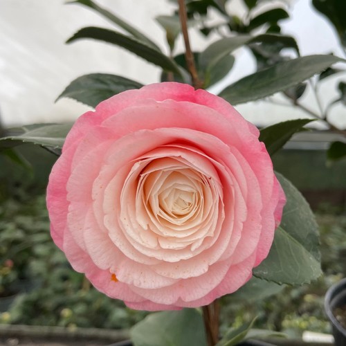 Camellia desire litre - camellia,