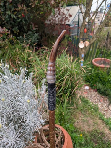 Polished charollais horn - polished, on