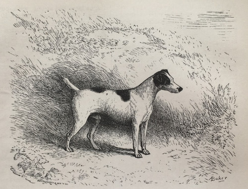 Fox terrier dog antique - terrier,