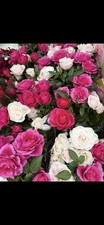 Bi Colour Patio Rose Plant