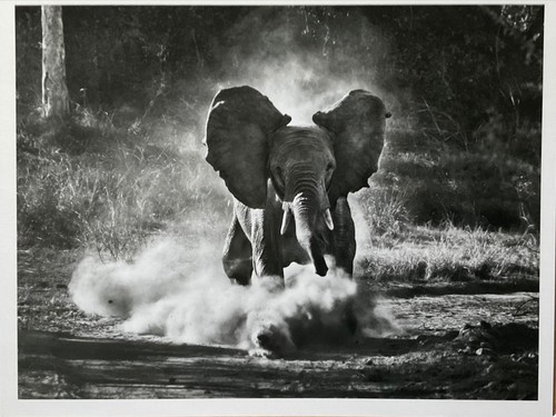 Sebastiao salgado warhol - sebastiao, (warhol
