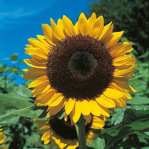 Giant titan yellow - yellow, sunflower