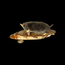 Taxidermy Crawling Mole (Talpidae). Log no 204. On Plinth. L 20cm. Mammal.