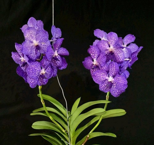 Vanda new blue - vanda,