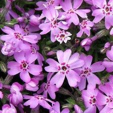 3 Phlox 'Morheimii Perennial