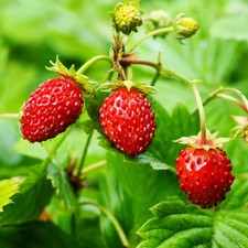 8 X Bare Root Alpine Woodland Wild Strawberry Plants Rockeries Ground Cover