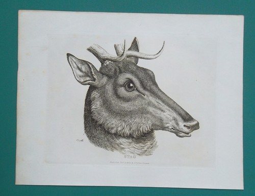 Head stag deer 1818 - of,