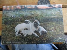 RAPHAEL TUCK Pug Mother Dog & Puppies Artist Drawn Postcard Unposted c1910s