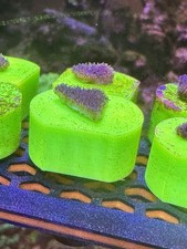 PURPLE SCROLLING PAVONA -SPS/ FRAG/CORAL/MARINE