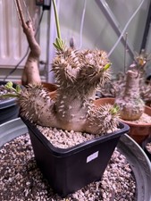 large Pachypodium densiflorum
