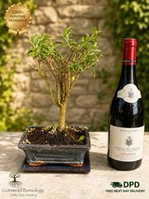 Bonsai Tree Barbados Cherry 10