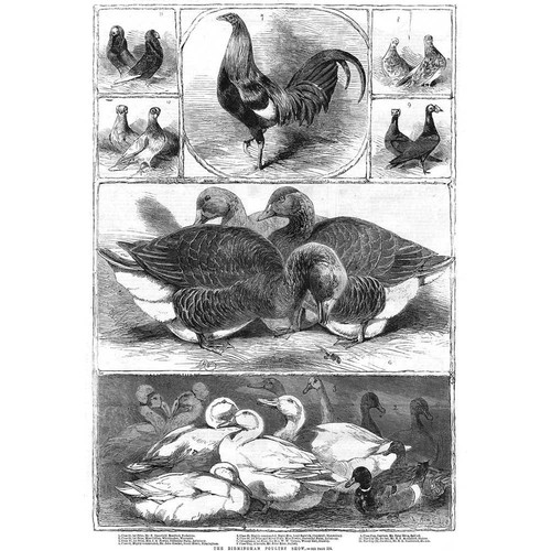 Birmingham poultry show prize - poultry,