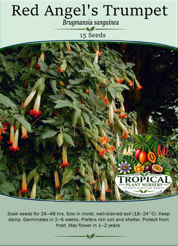 Red angel trumpet - red,