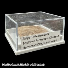 Emys Turtle Carapace Fossil