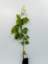 Green beech hedge - plants, 25cm