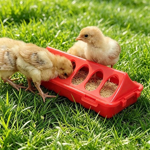 Rudin chicken feeder automatic - chicken,