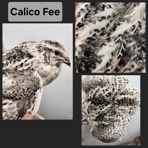 Calico fee coturnix - calico,