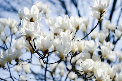 Magnolia stellata tree - magnolia,