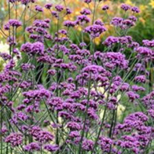 Verbena bonariensis hardy - verbena,