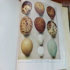 BRITISH BIRDS. - Kirkman, F.B