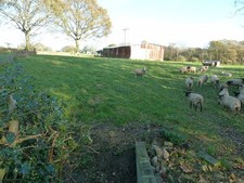 Photo A2 Sheep by steel sheep