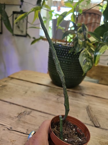 Euphorbia platyclada - euphorbia, platyclada,euphorbia