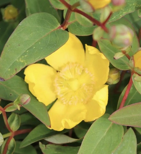 Back stock soon hypericum - in,