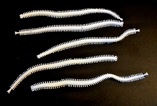 White ragworm lures sea - lures, lrf